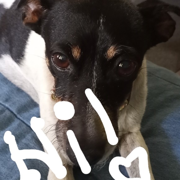 Meet your Posher, Posh - Picture 1 of 1